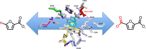 Cover image for Enzymatic Carboxylation of 2-Furoic Acid Yields 2,5-Furandicarboxylic Acid (FDCA)
